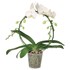 Phalaenopsis 2 Rispen am Bogen P12 cm