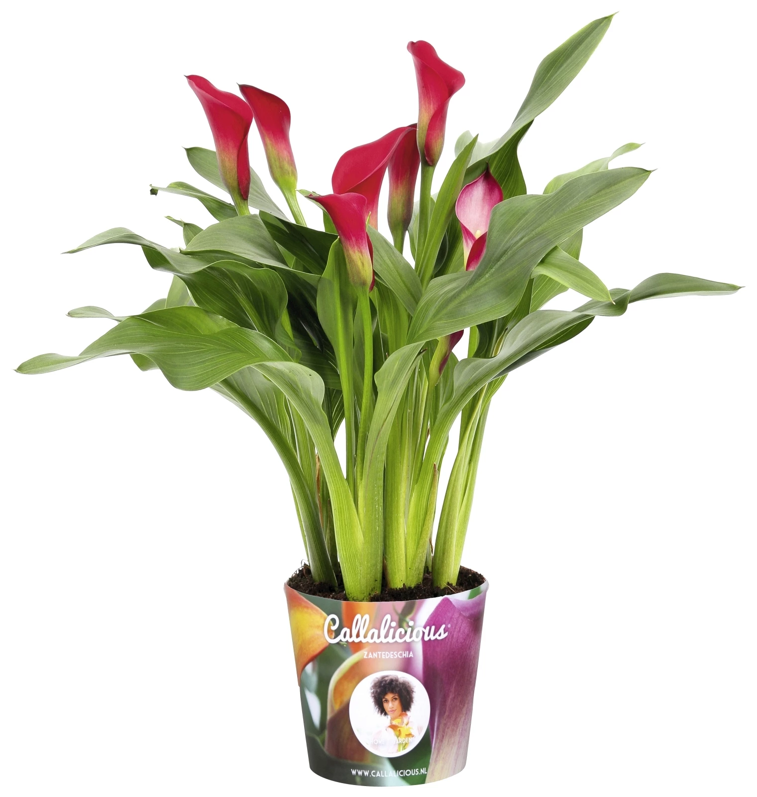 Zantedeschia Mix P10,5 cm