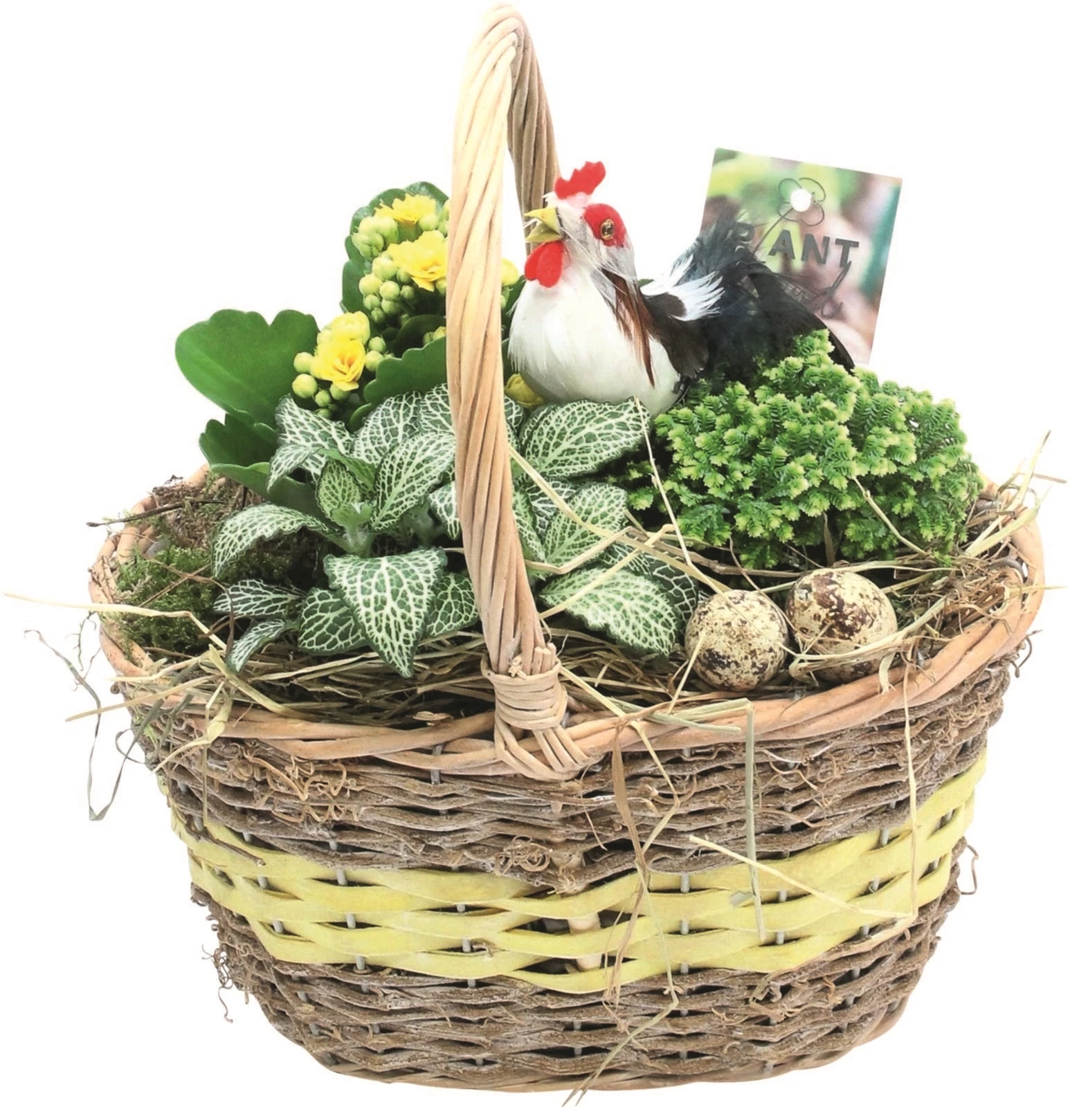 Henkelkorb bepflanzt P24 cm