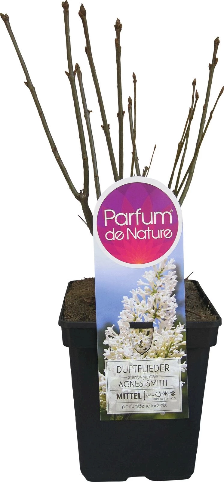 Syringa villosa mix P23 cm