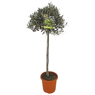 Tessinerpalme preis Tessinerpalme preis