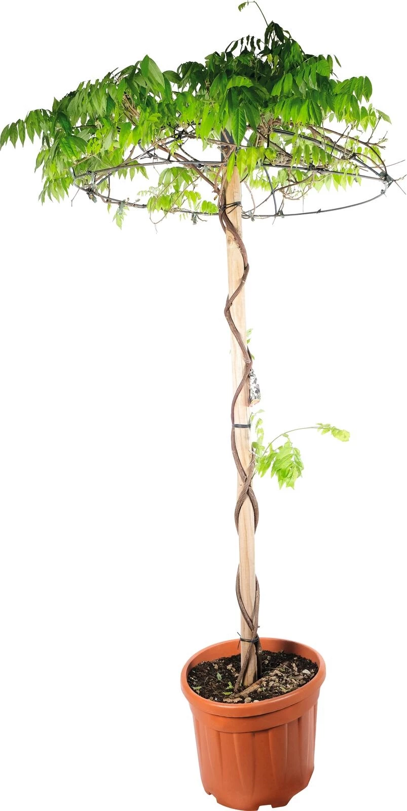 Wisteria Schirm P30 l