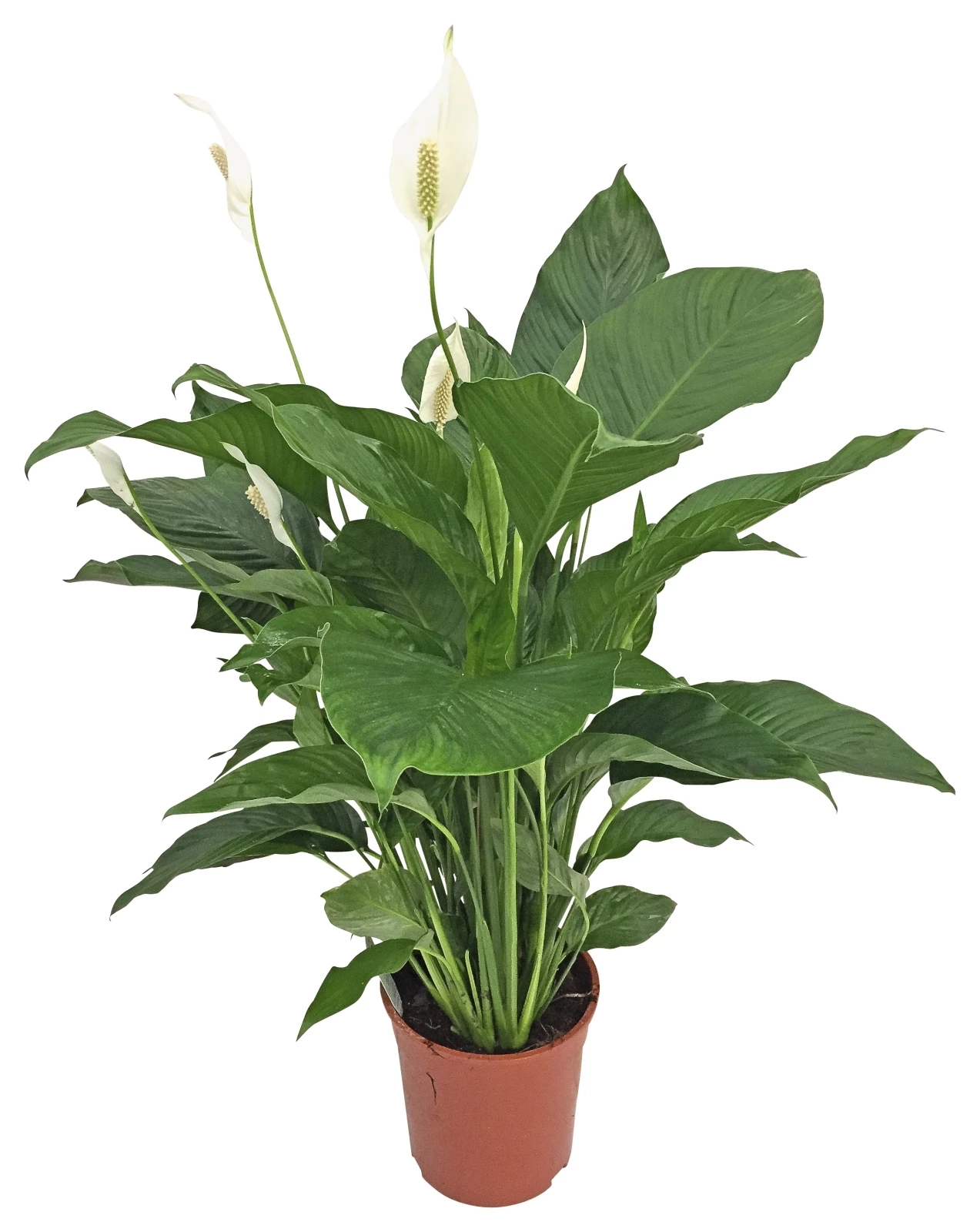 Spathiphyllum Sweet Seb. P24 cm