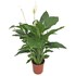 Spathiphyllum Sweet Seb. P24 cm
