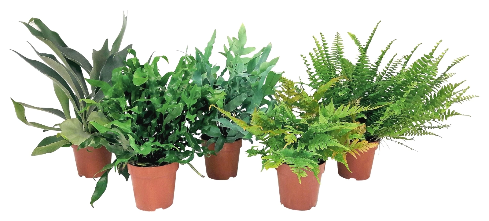 Zimmerfarne Mix P12cm