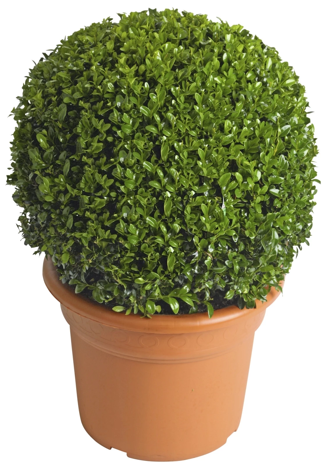 Buxus Kugel 40-50 cm, P30 cm