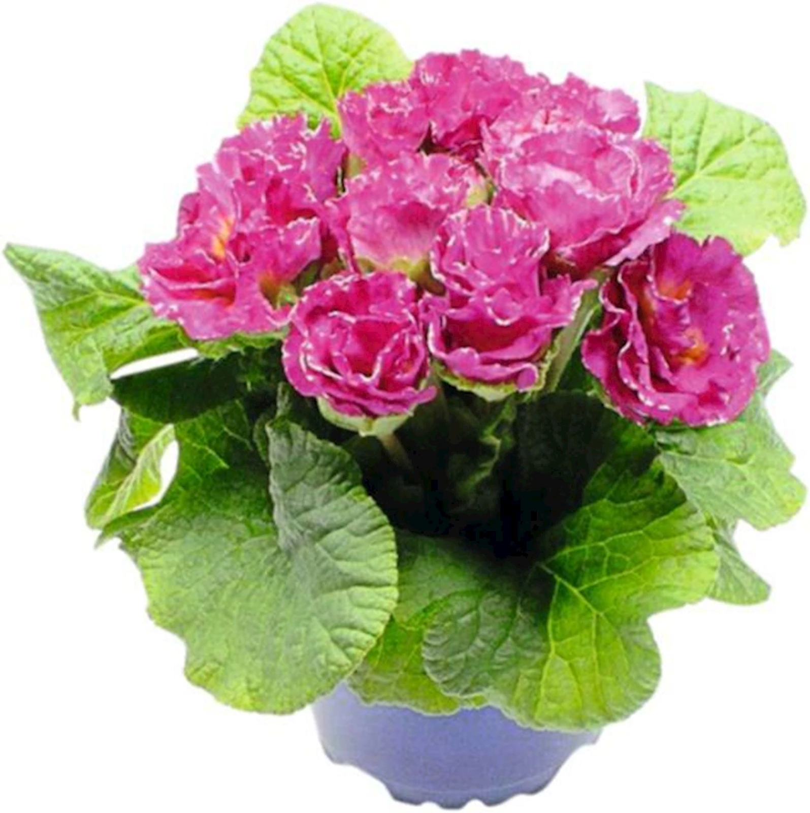 Primula gefüllt P10,5 cm