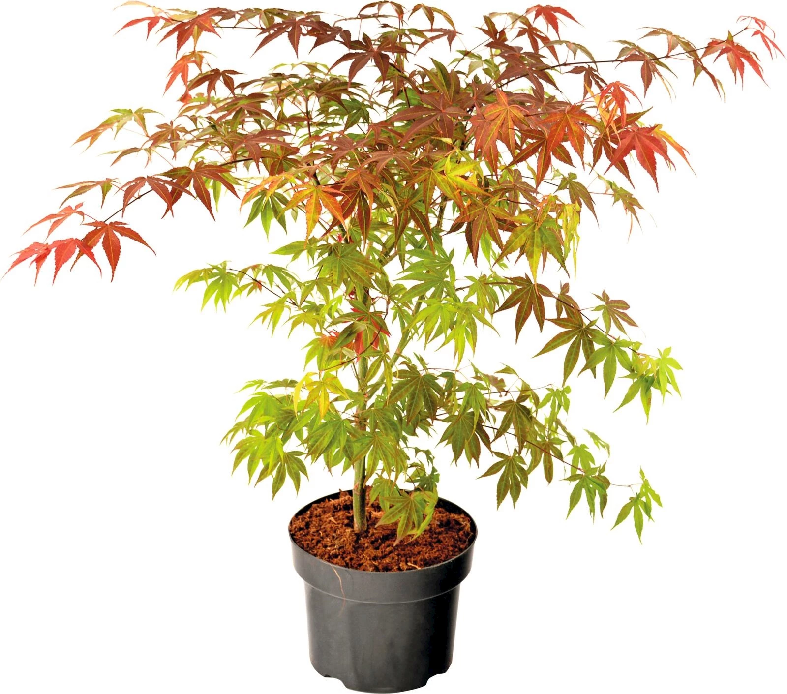 Acer palmatum P19 cm