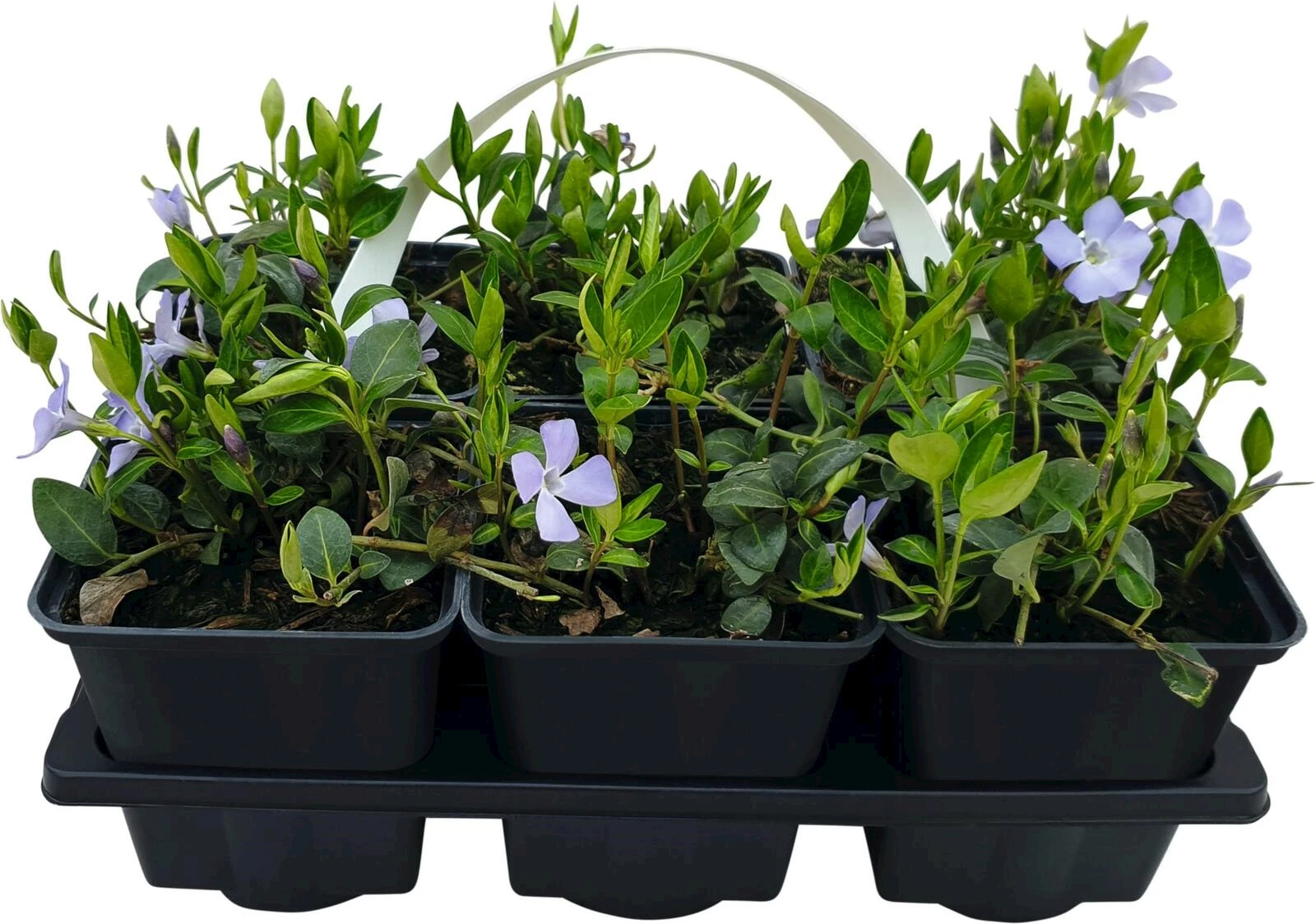 Vinca minor blau 6er Set