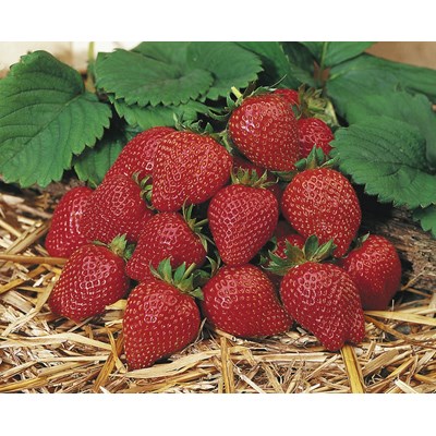 Erdbeeren Polka 10er-Tray