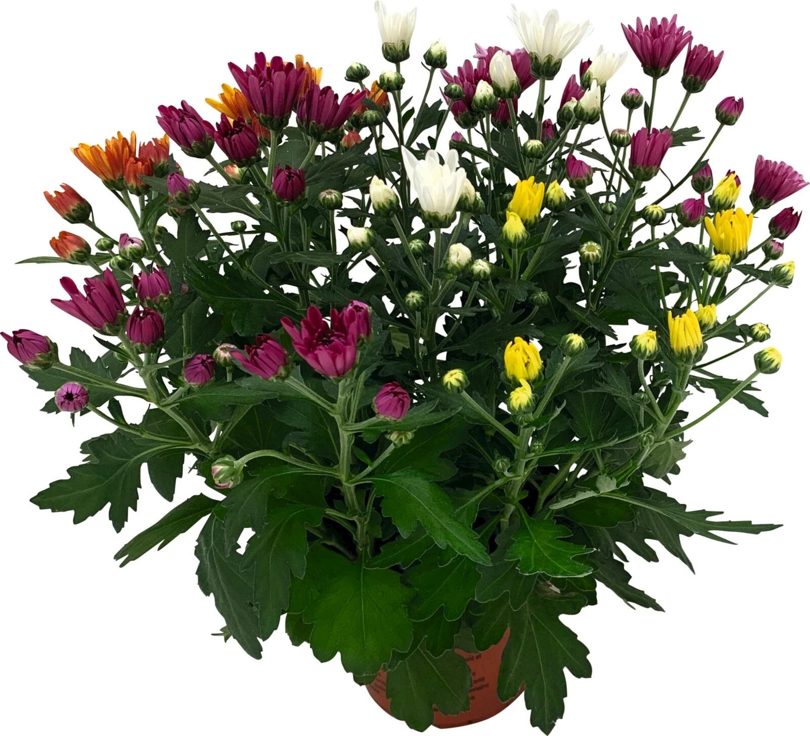 Chrysanthemen Rock & Roll P15 cm