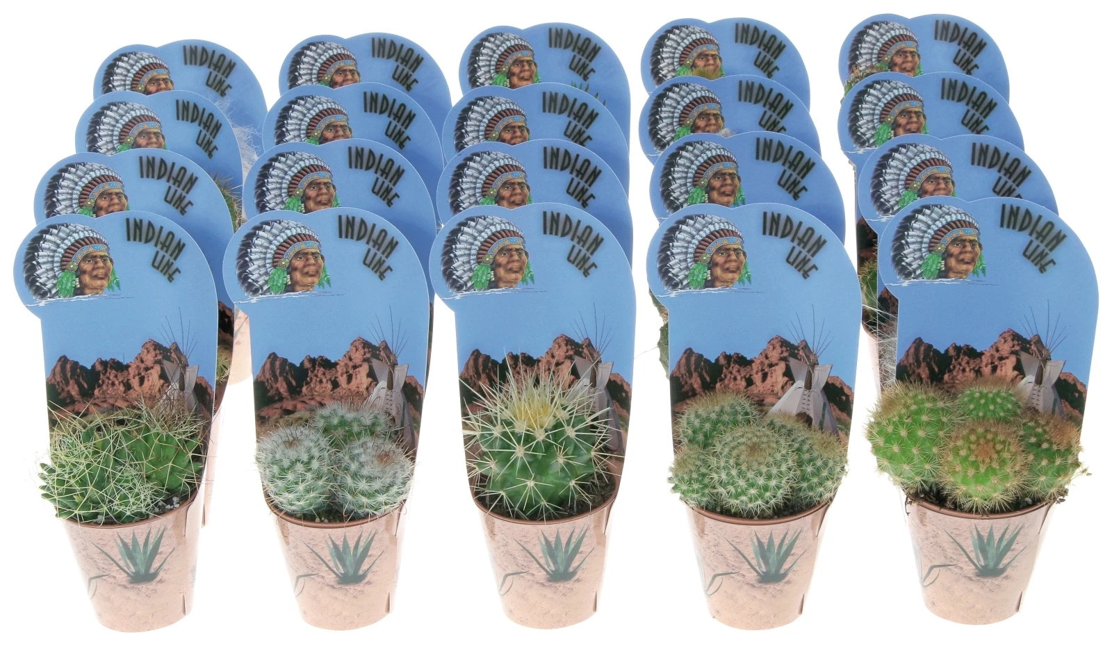 Kakteen im Cover P5,5 cm