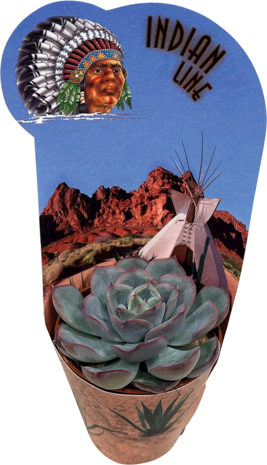 Cactus fleuri P8,5 cm