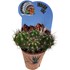 Cactus fleuri P8,5 cm