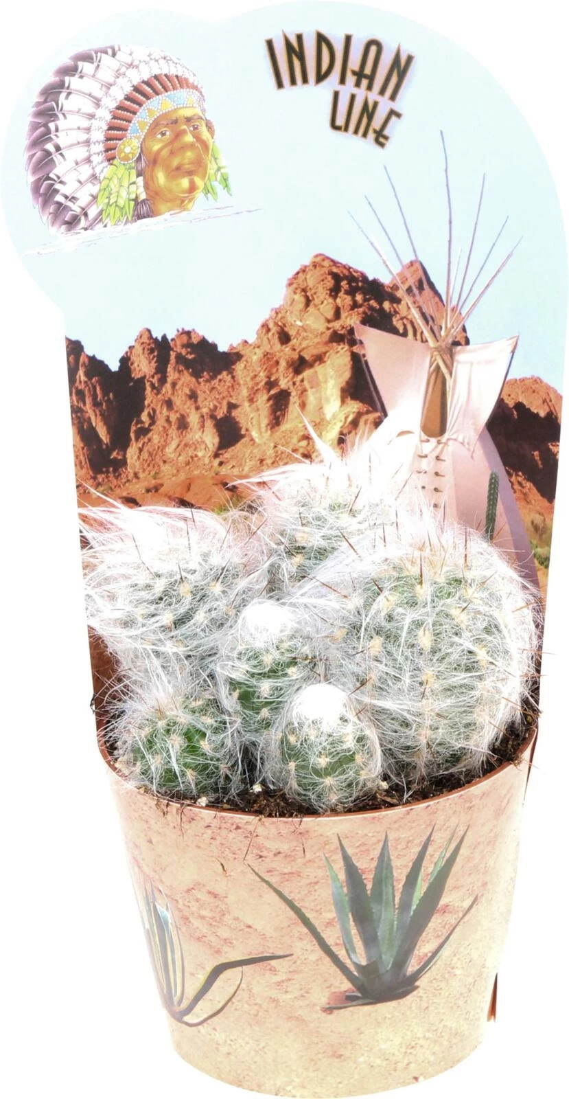 Kakteen im Cover P12 cm