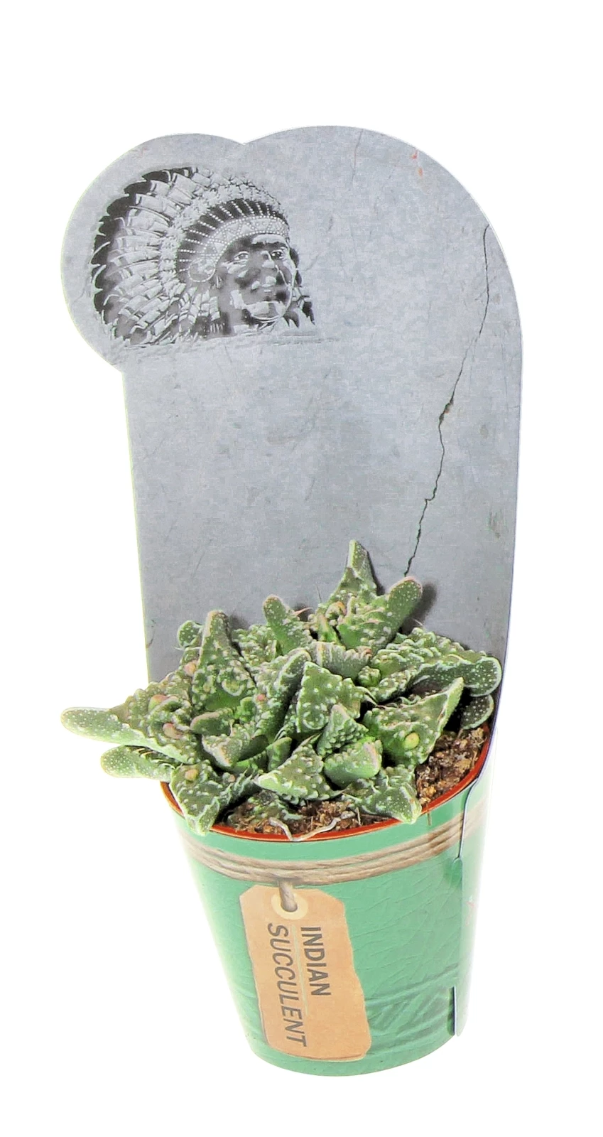 Sukkulenten im Cover P5,5 cm