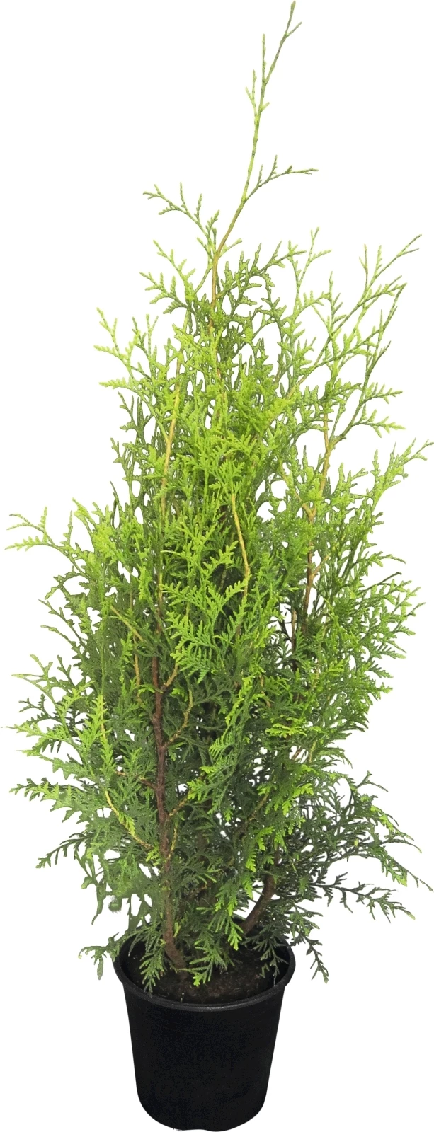 Thuja Brabant P23 cm