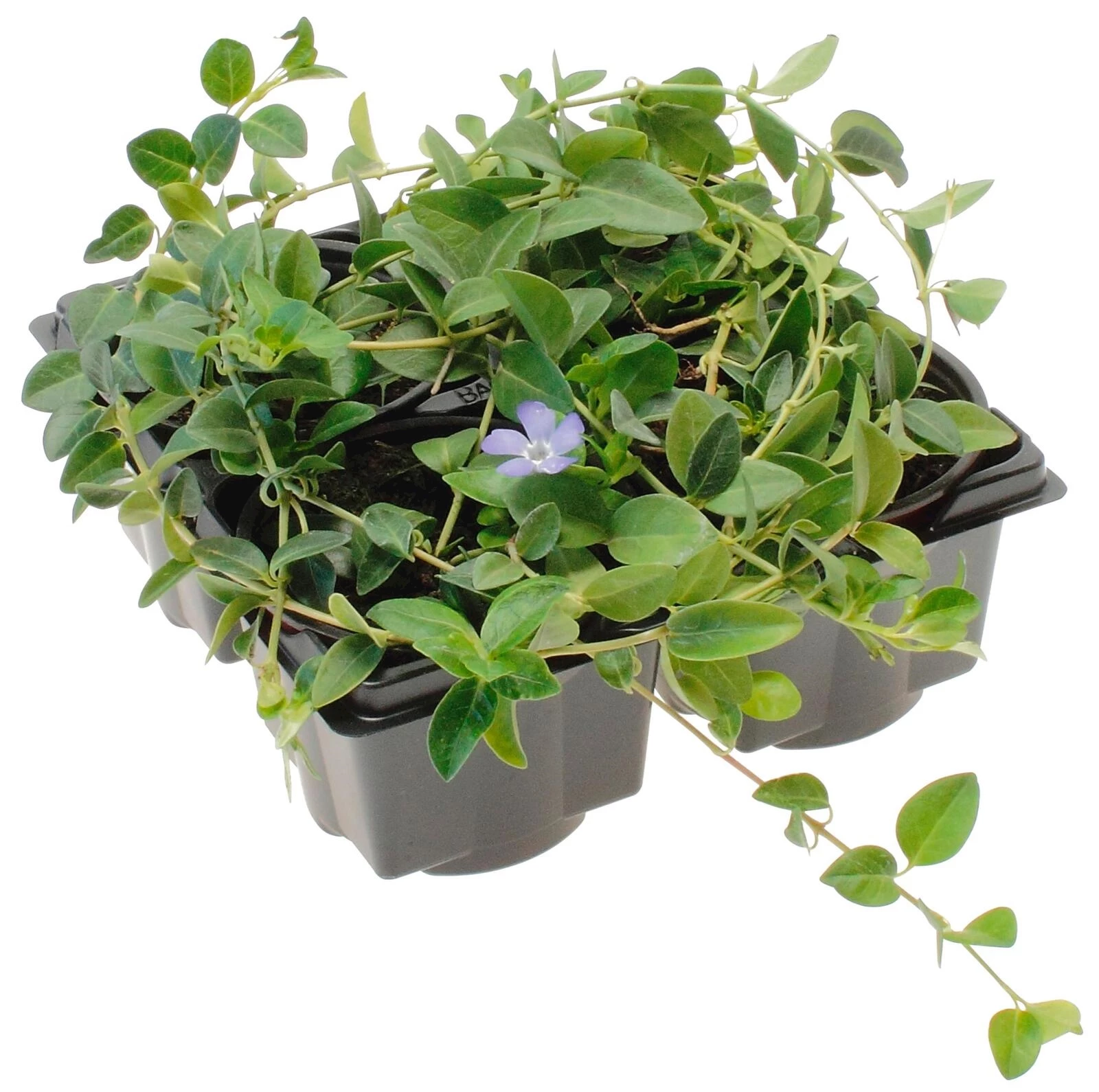 Vinca minor 4er-Set