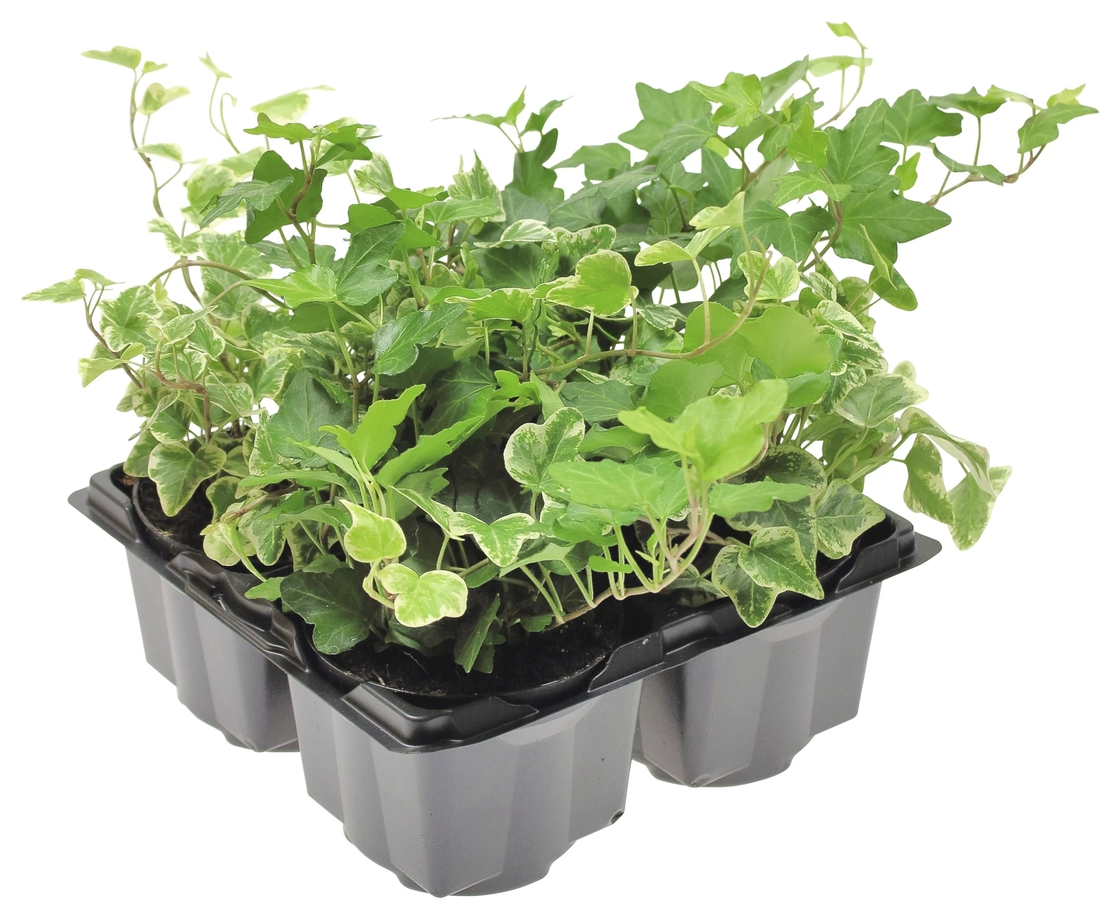 Hedera (Efeu) 4er Set