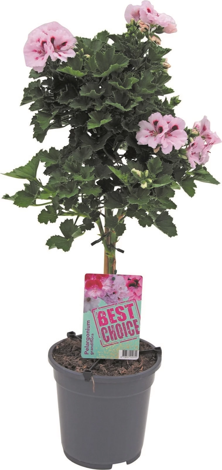 Pelargonium grandi. Stamm P19 cm