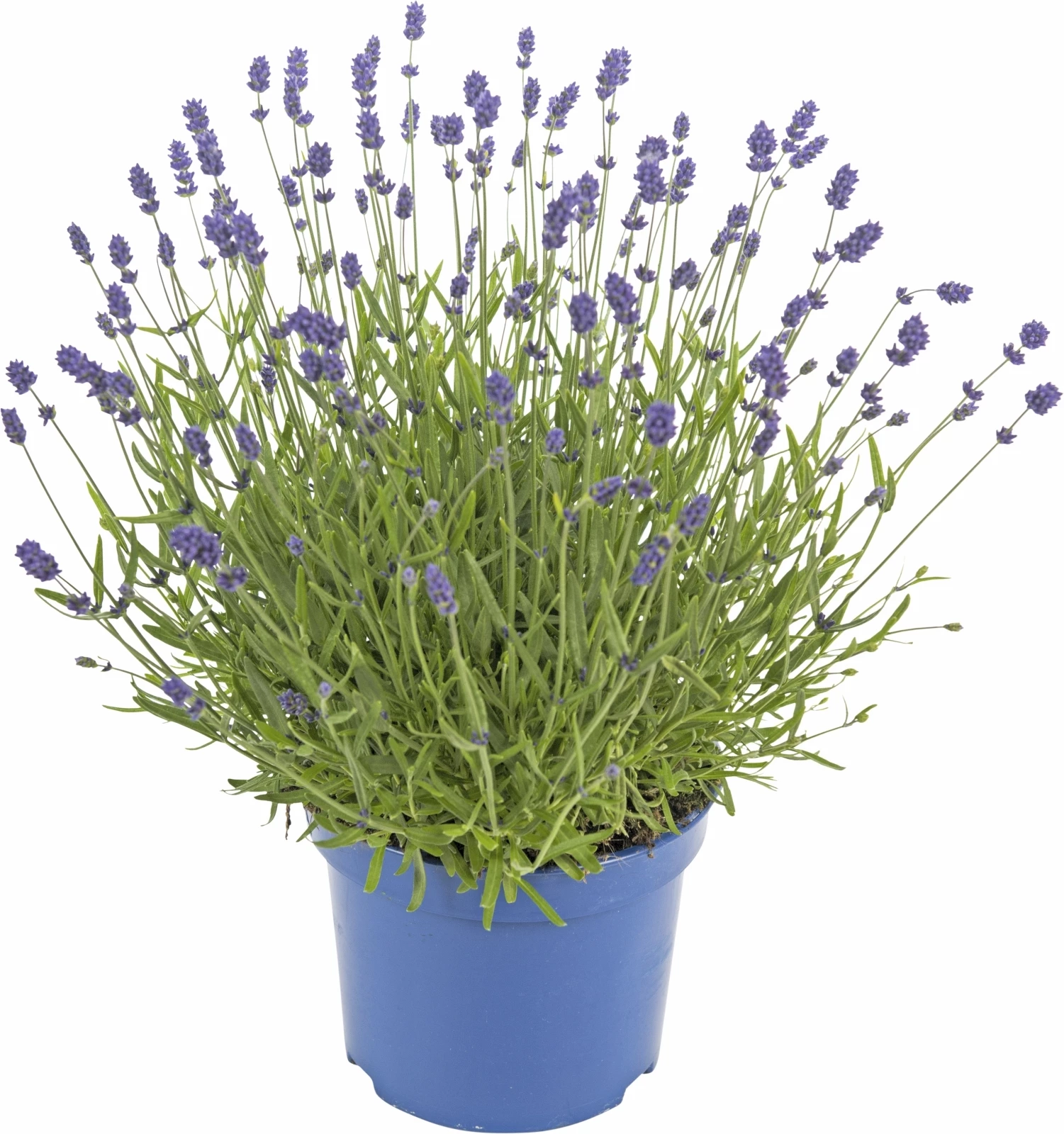 Lavendel Hidcote blue P17 cm