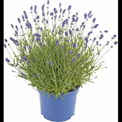 Lavendel Hidcote blue P17 cm