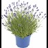 Lavendel Hidcote blue P17 cm