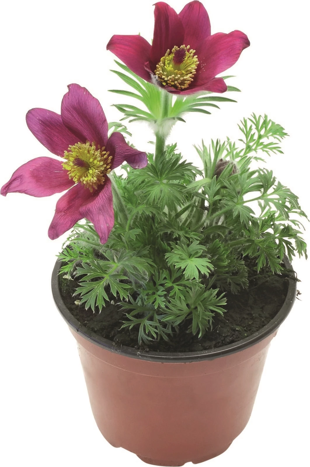 Pulsatilla vulgaris P12 cm