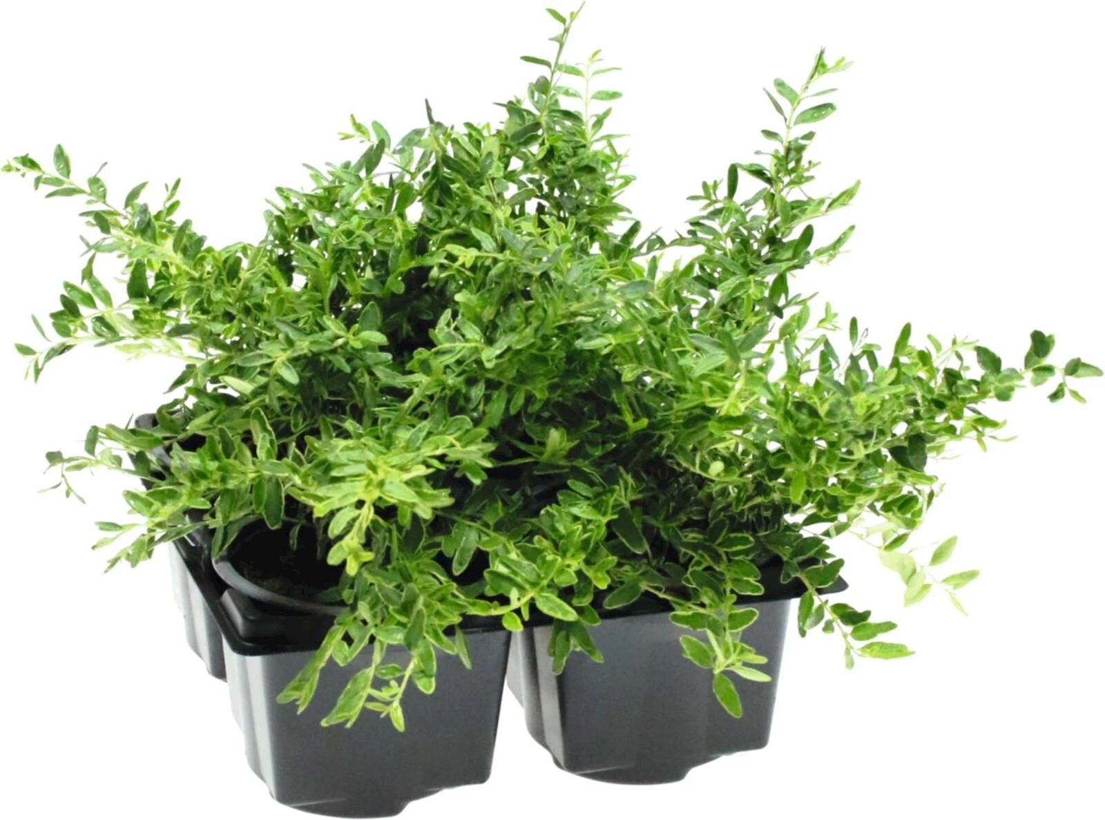 Lonicera 4er-Set