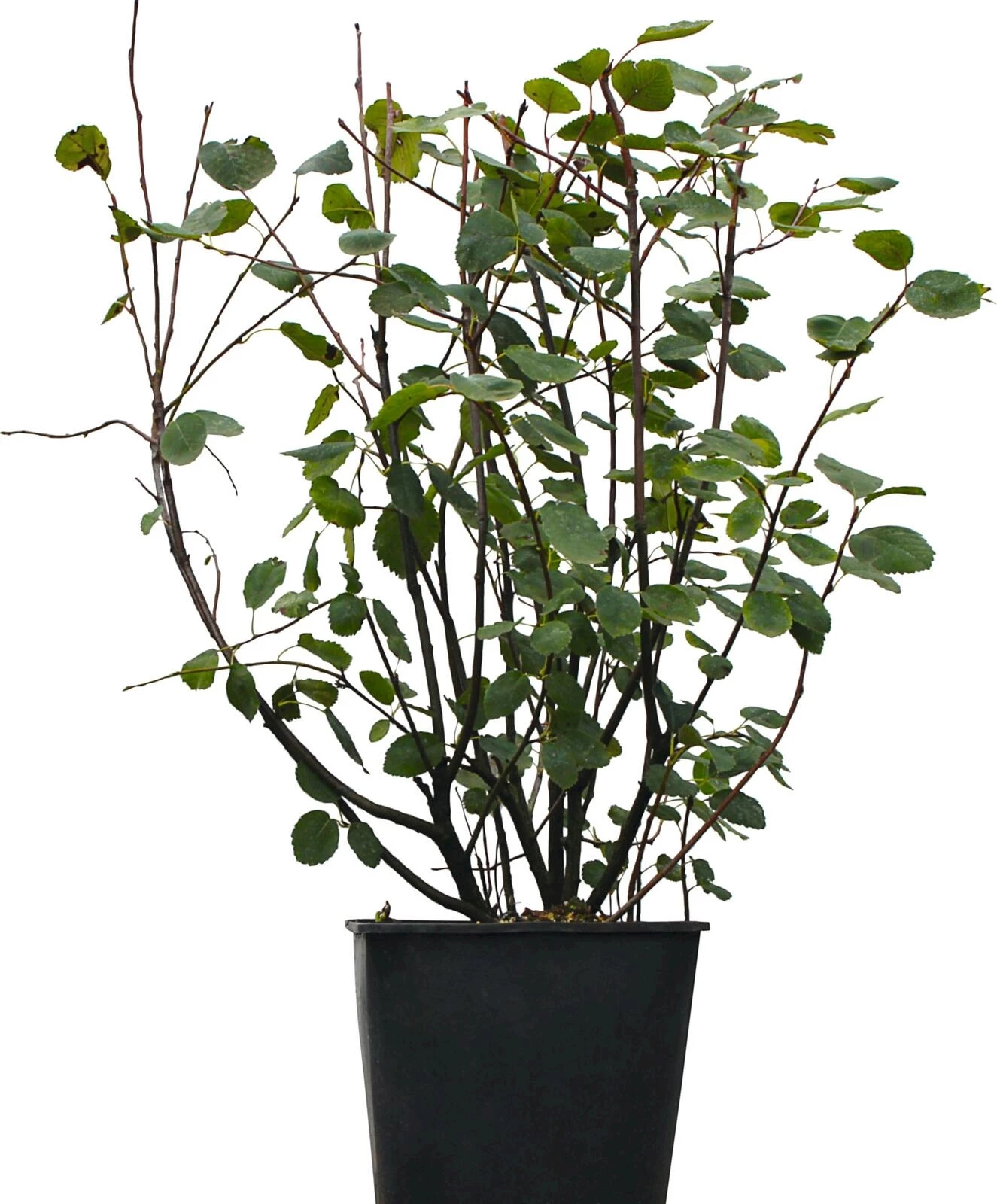 Felsenbirne Amelanchier  5lt.