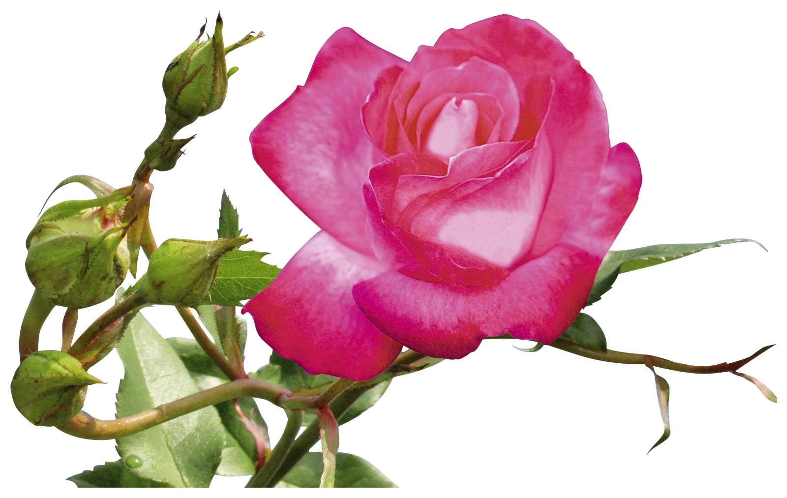 Edelrosen mehrfarb.gest. P3 l