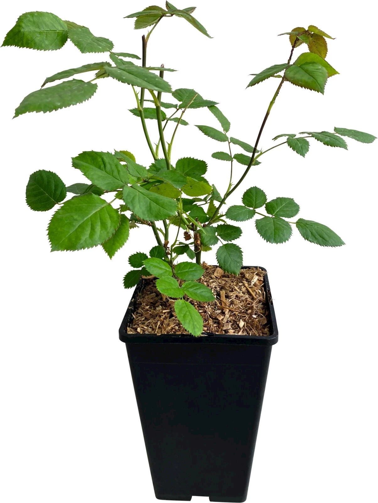 Beetrosen orange P3 l