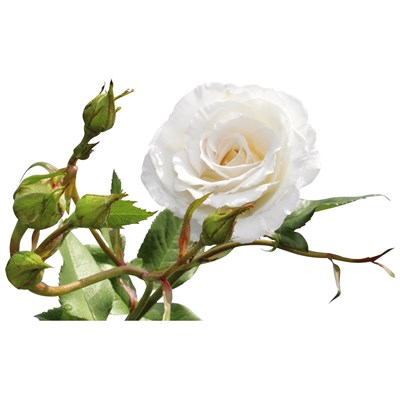 Roses plate bandes blanc P3 l