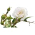 Roses plate bandes blanc P3 l