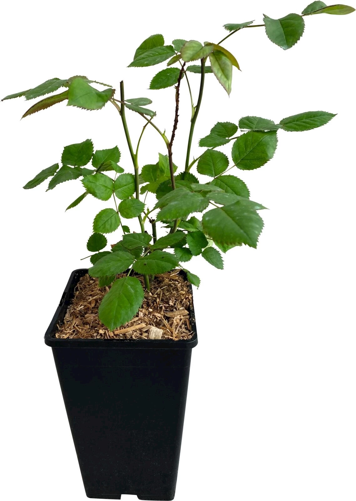 Beetrosen weiss P3 l