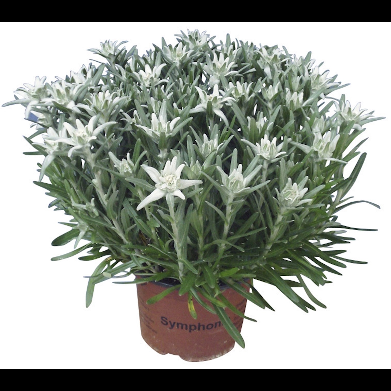 Edelweiss Leontopodium P17 cm Acheter - Plantes grimpantes et plantes  pérennes - LANDI