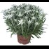 Edelweiss Leontopodium P17 cm