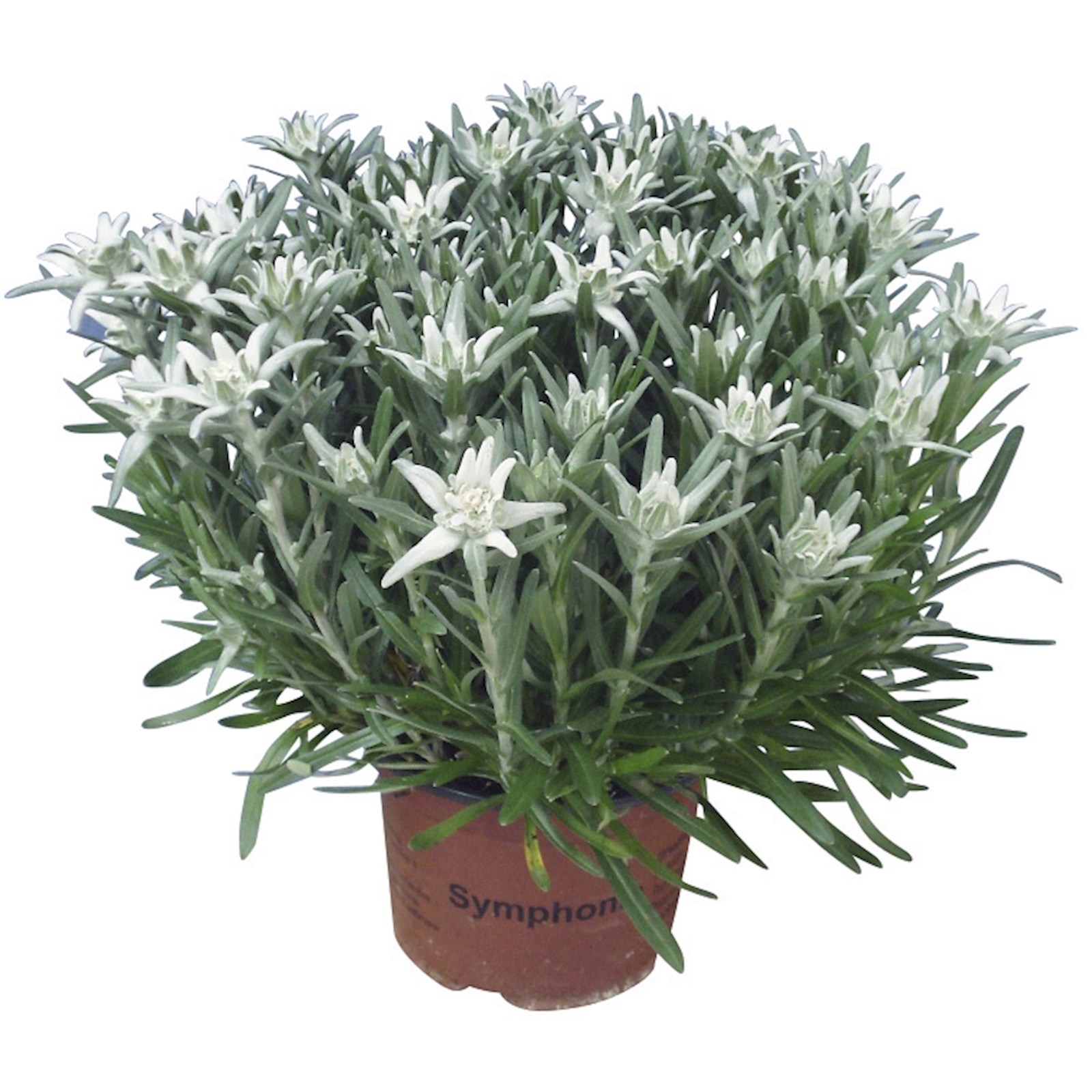 Edelweiss Leontopodium P17 cm Acheter - Plantes grimpantes et plantes  pérennes - LANDI