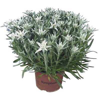 Edelweiss Leontopodium P17 cm