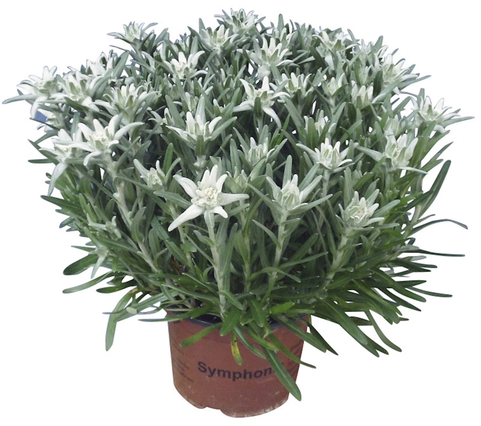 Edelweiss Leontopodium P17 cm