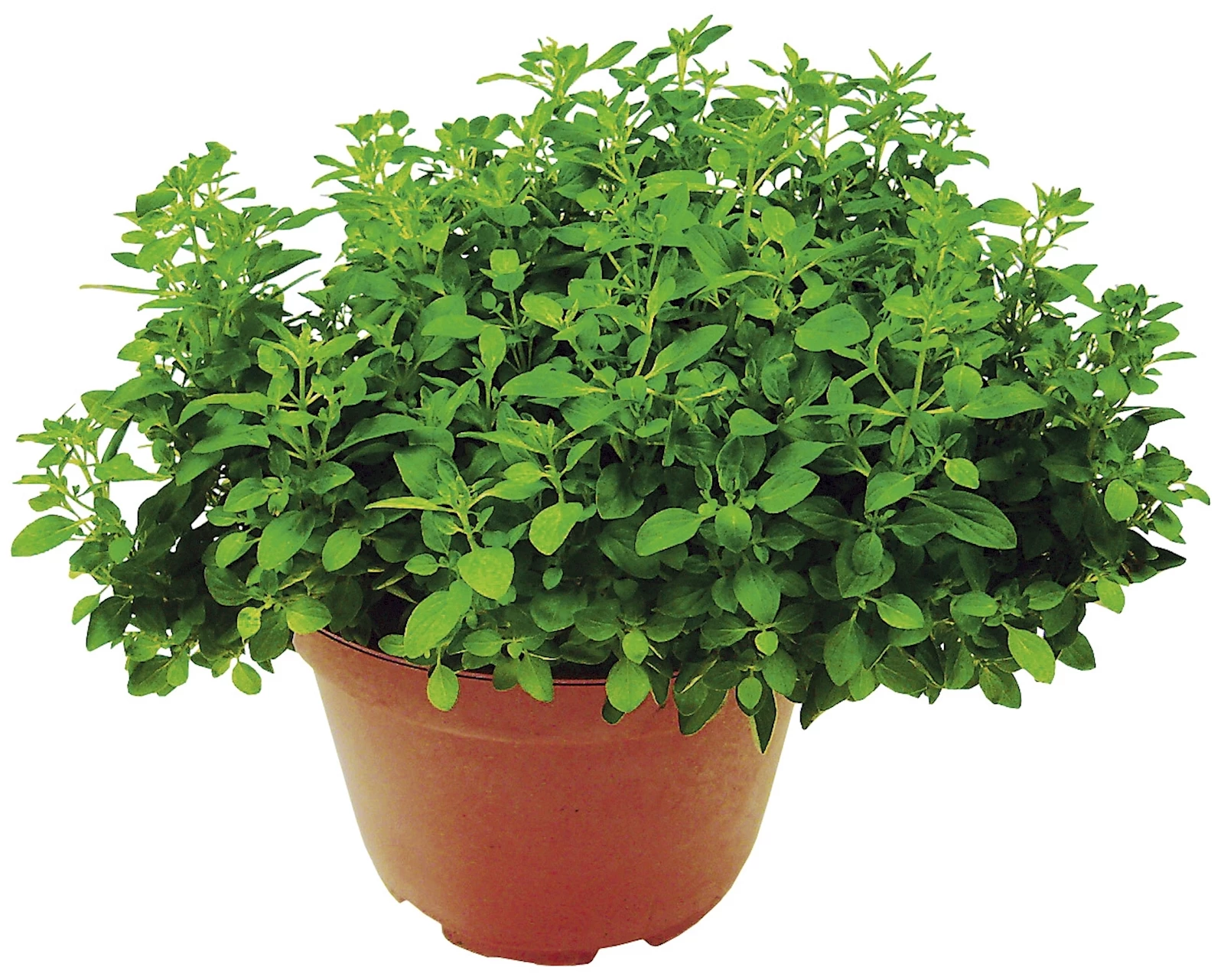 Zitronenmelisse P18 cm