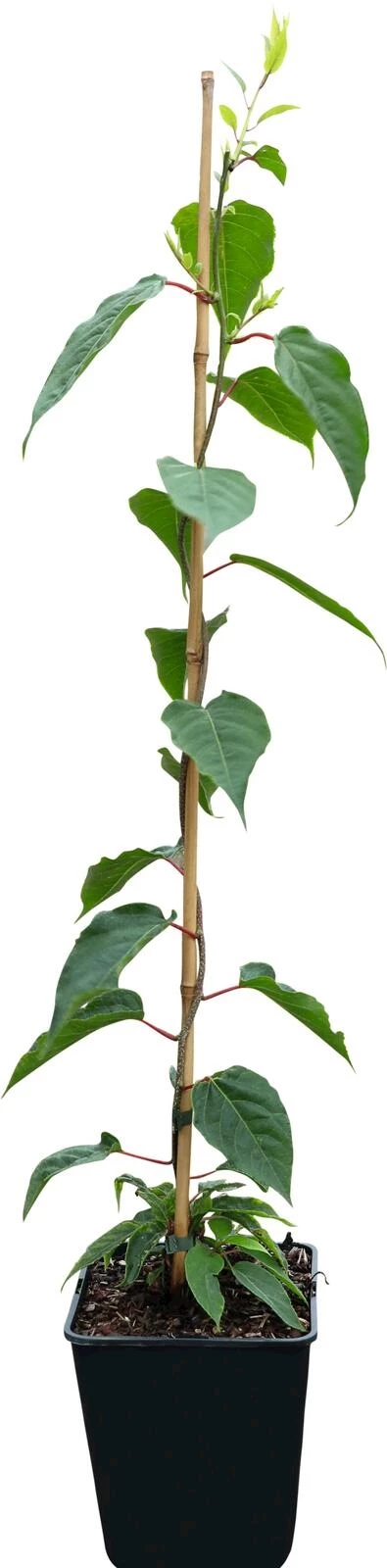 Kiwi Mini Issai P23 cm