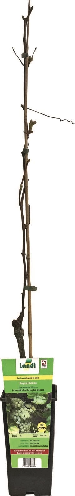 Tafeltrauben Mix P19 cm