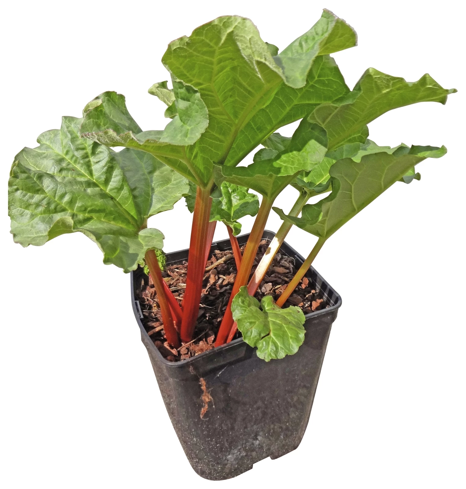 Rhabarber 'Frambozen' P5 l