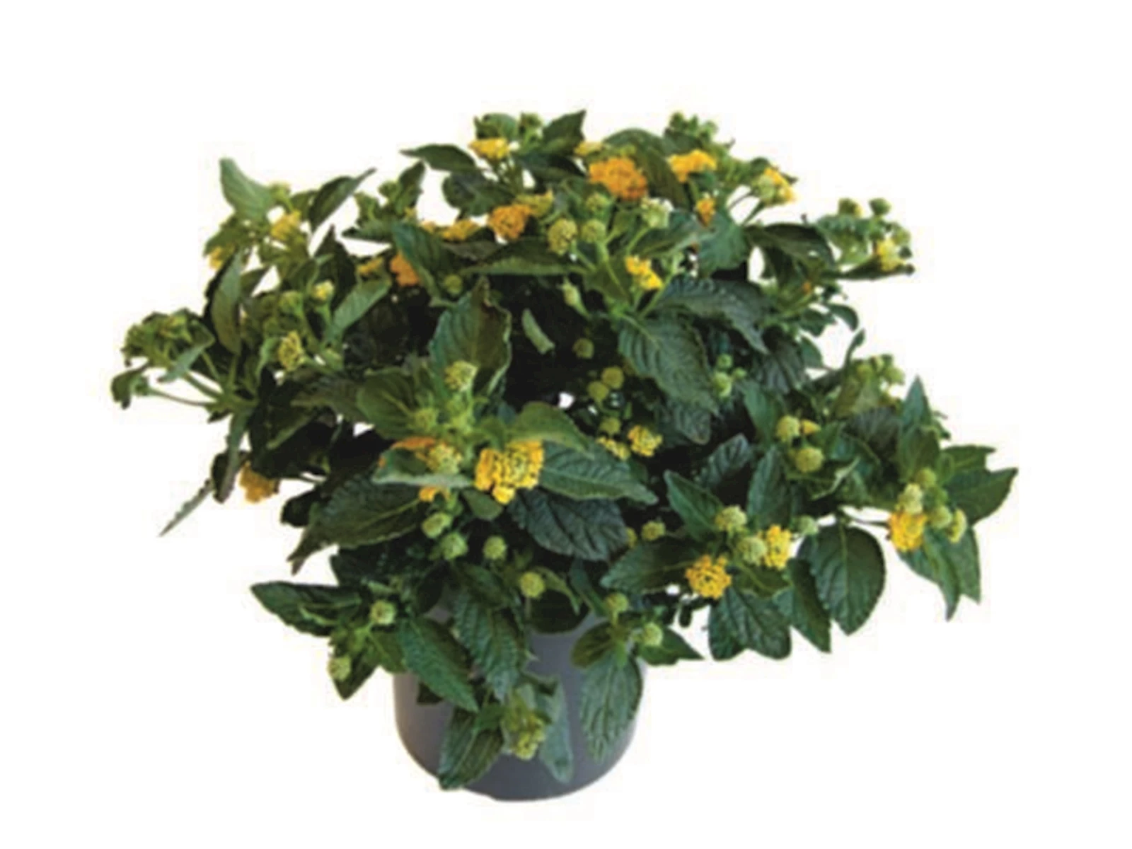 Lantanen Busch P17 cm