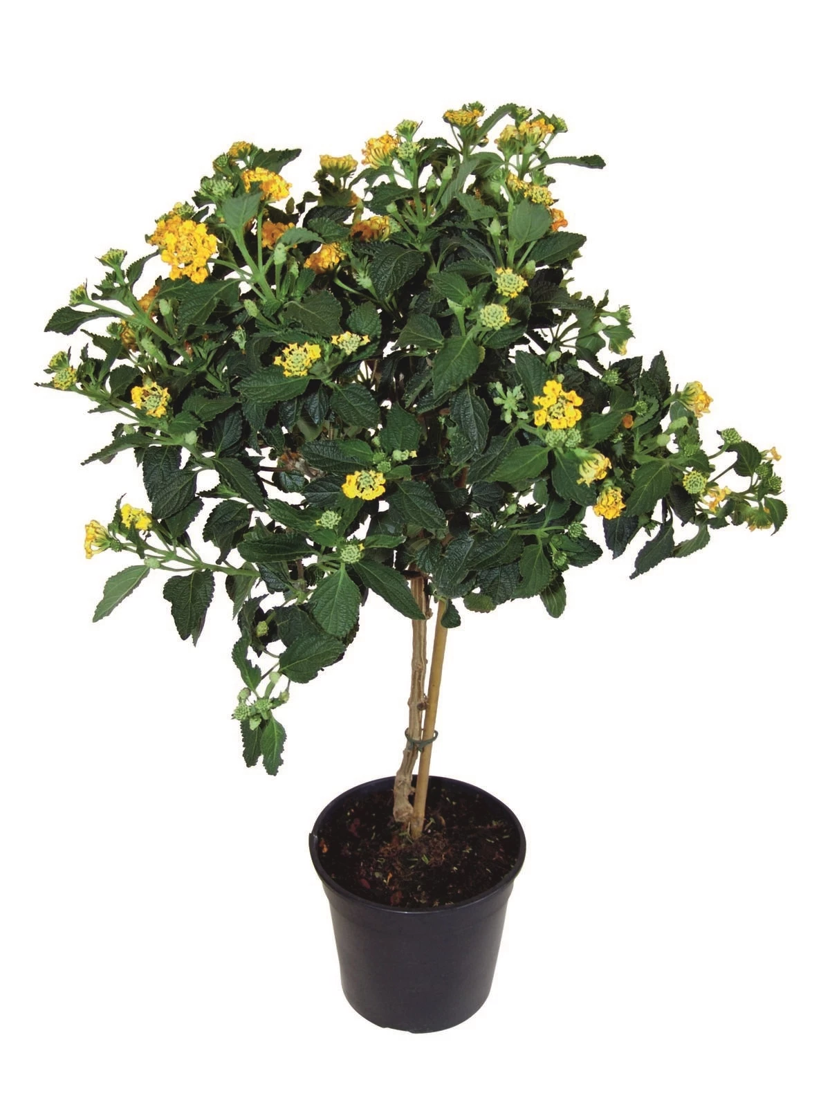 Lantana Stamm P17 cm