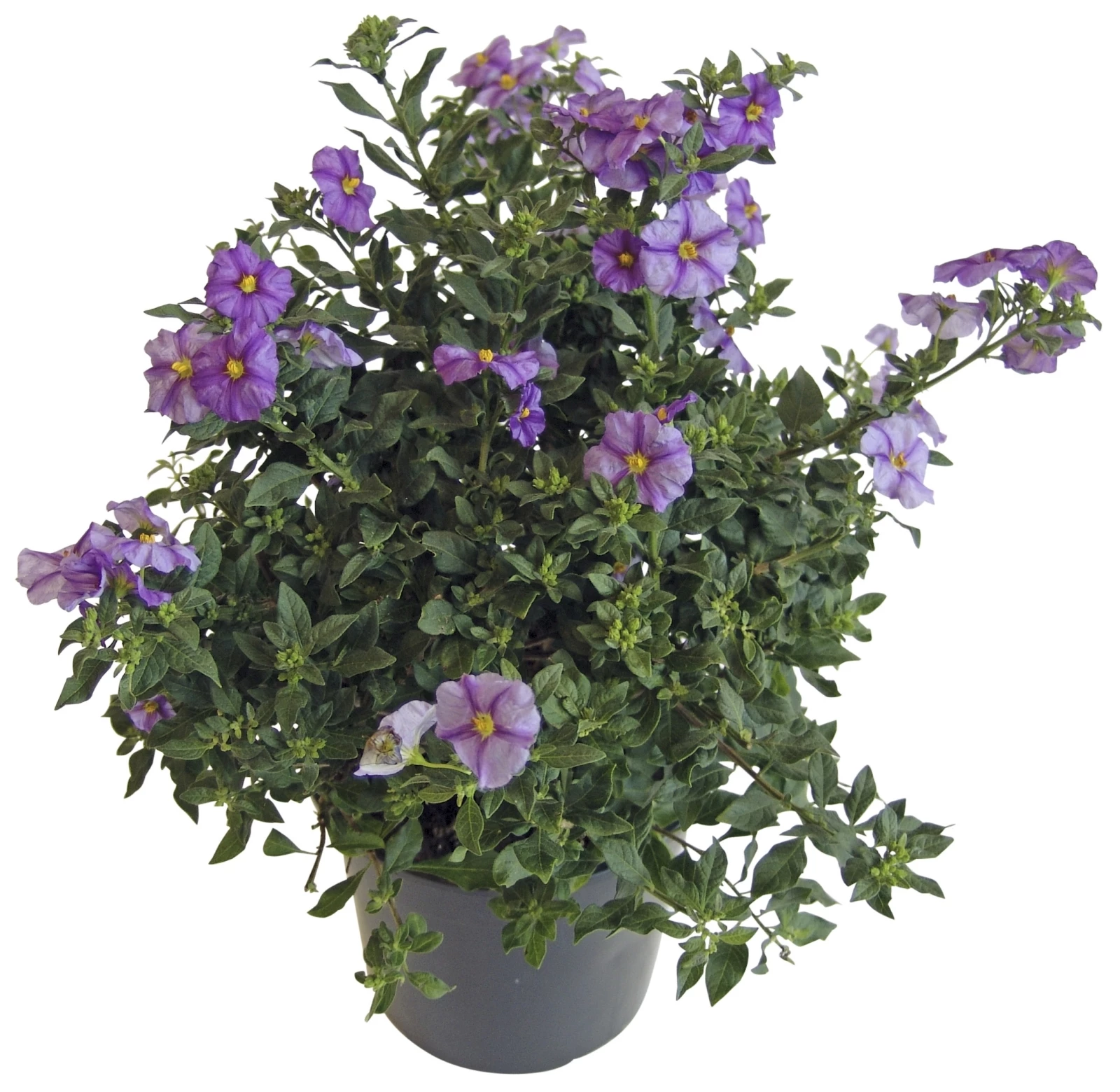 Solanum rantonetii Busch P17 cm