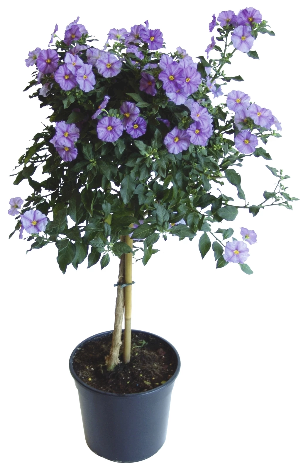 Solanum rantonetii tige P17 cm