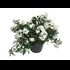 Solanum jasminoides  buisson P17 cm