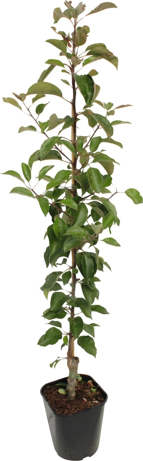 Apfel Maloni Sally P5 lt